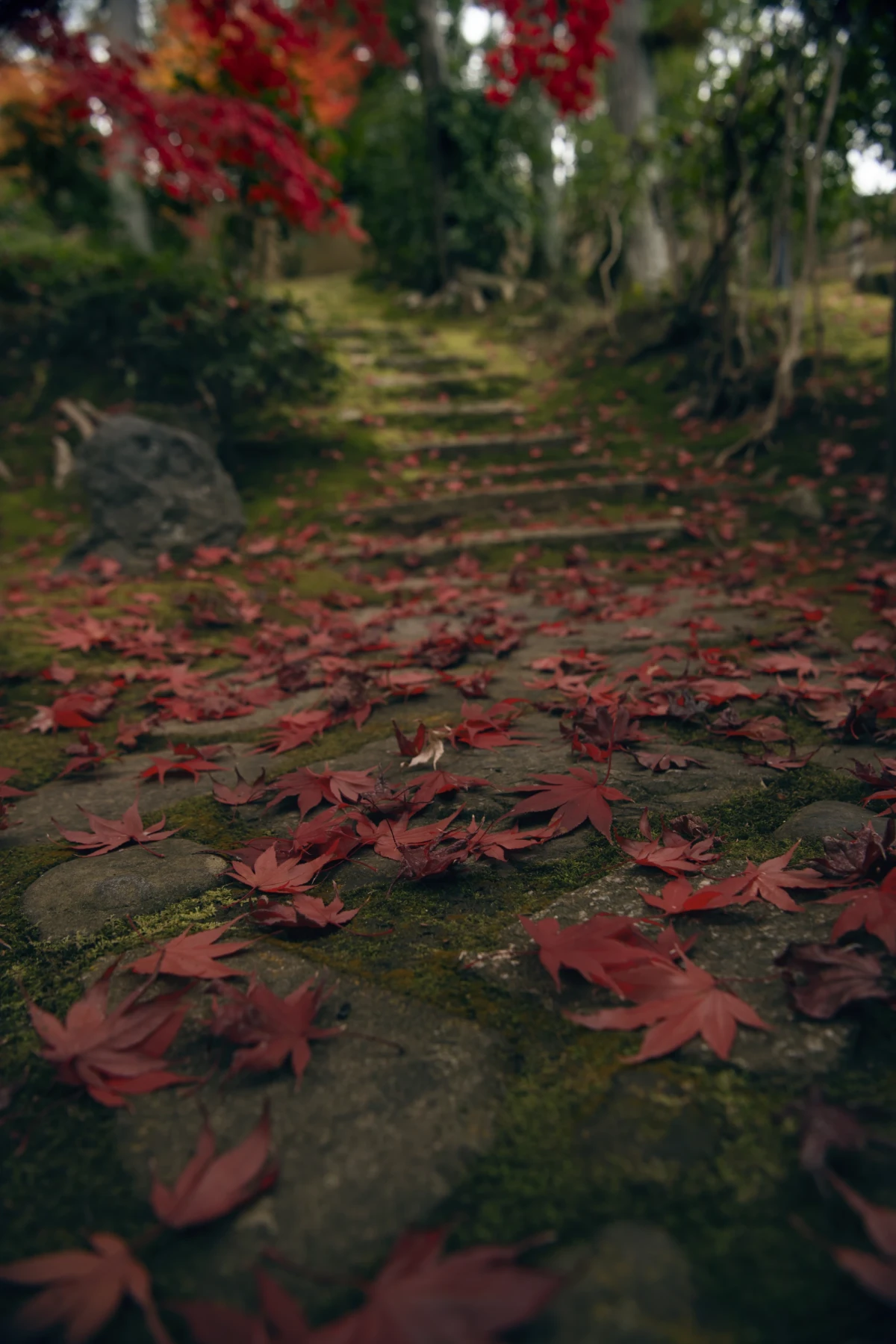 Herbstblätter