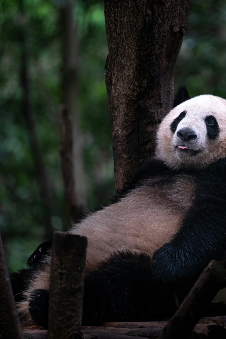 Schwarzweißer Panda sitzt entspannt auf einem Baumast im dunklen, grünen Wald und blickt gelassen in die Ferne. Seine pelzige Silhouette hebt sich deutlich vom unscharfen Hintergrund ab, während er gemächlich auf dem Ast ruht.