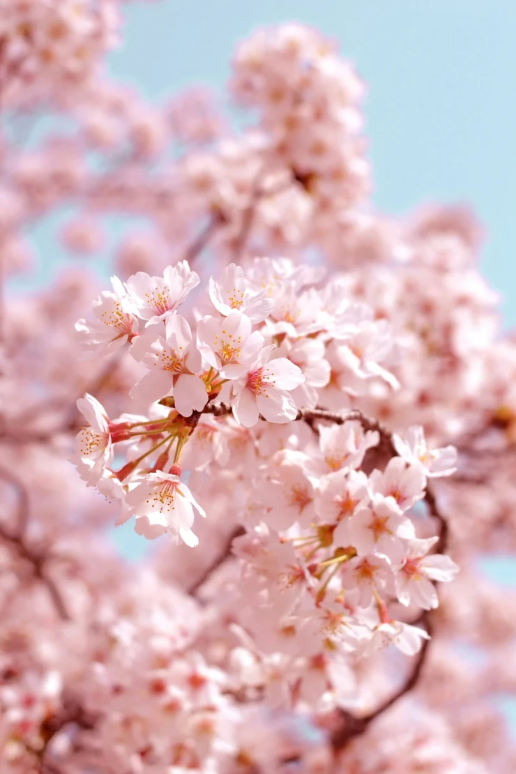 Zarte rosa Kirschblüten in voller Blüte vor einem klaren hellblauen Himmel, symbolisch für die Schönheit und Vergänglichkeit des Frühlings in Japan.
