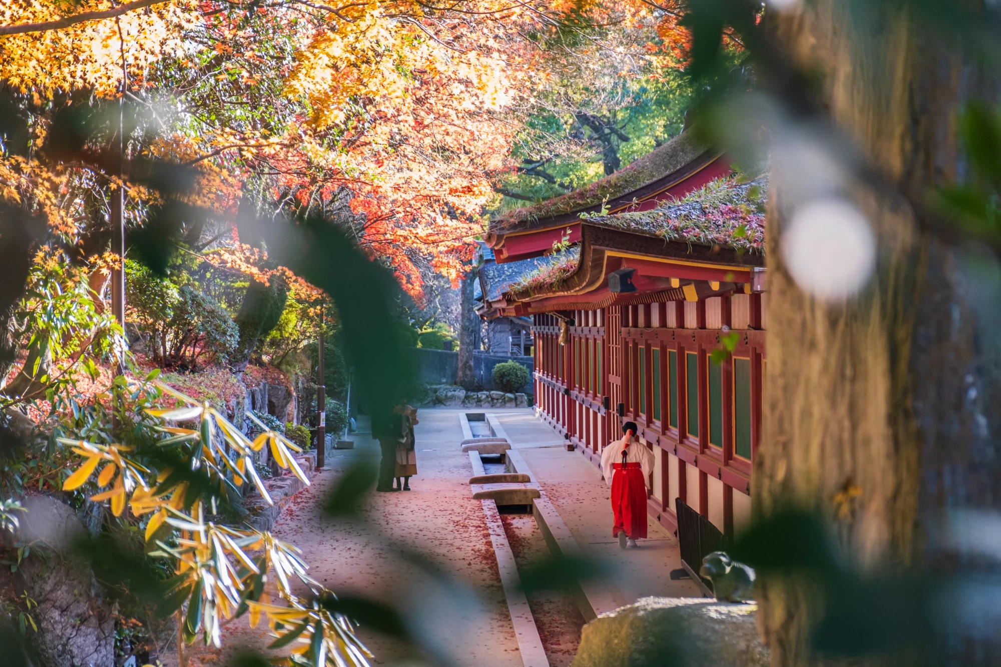 Herbstliche Szene am Dazaifu Tenmangu Schrein mit einer Person in roter Robe, die einen Holzweg entlang geht, umgeben von leuchtend gelben und roten Herbstblättern und traditioneller japanischer Architektur.