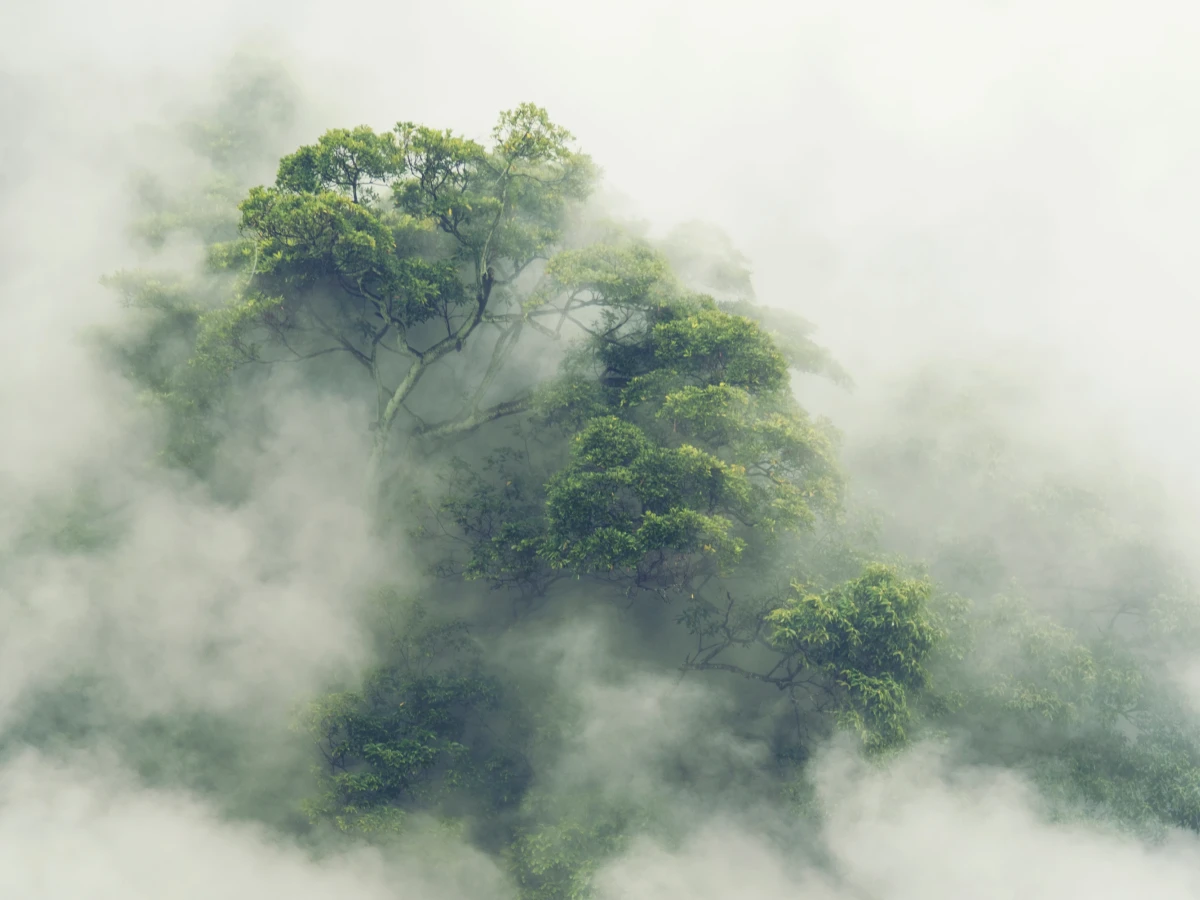 Nebelverhangener Baum mit üppigem grünem Blätterdach, der aus dichten weißen Wolken ragt und eine mystische, geheimnisvolle Atmosphäre ausstrahlt.
